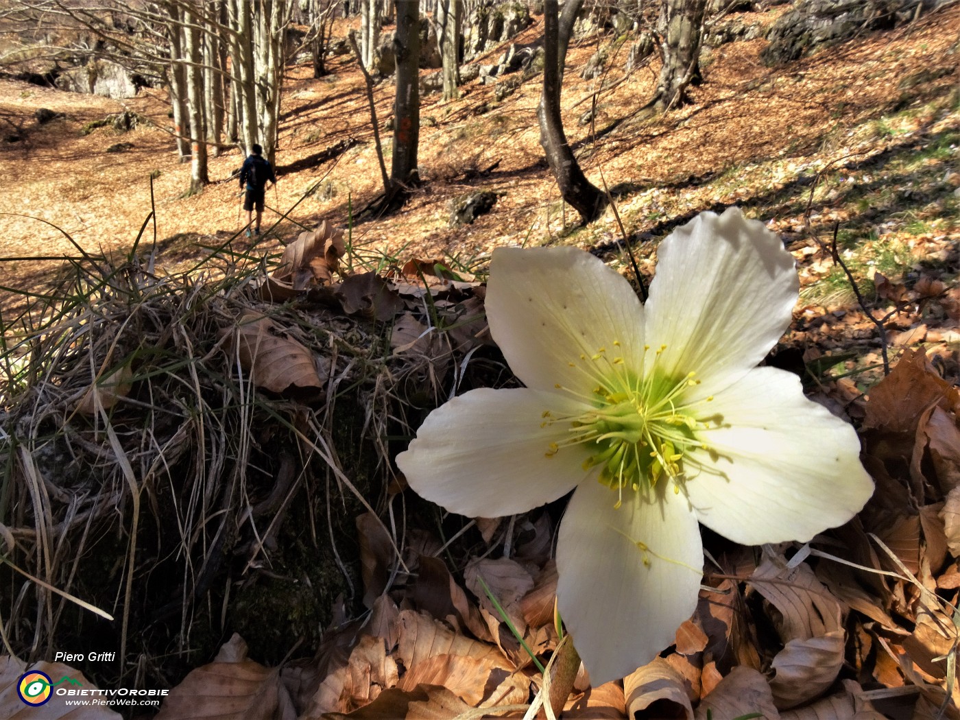 32 Helleborus niger (Elleboro) ancora in buona fioritura.JPG